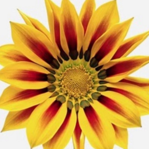 Meet your Posher, Mary - Picture 1 of 1